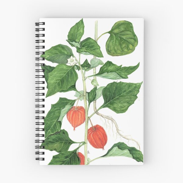Item preview, Bladder Cherry - Physalis alkekengi designed and sold by Sue Abonyi.
