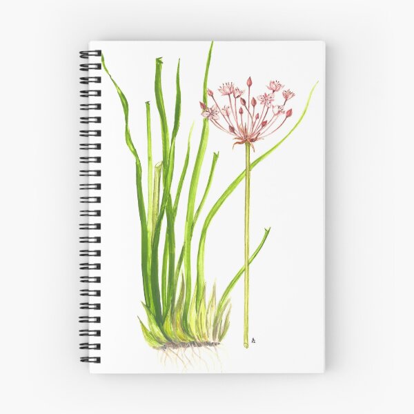 Item preview, Grass Rush - Butomus umbellatus designed and sold by Sue Abonyi.