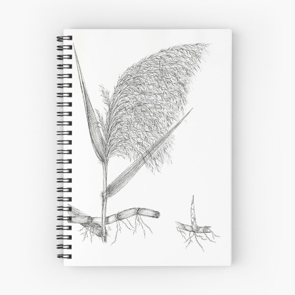 Item preview, Common Reed - Phragmites communis designed and sold by Sue Abonyi.