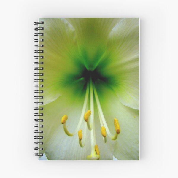 Item preview, Hippeastrum in white designed and sold by Caroline Scott.