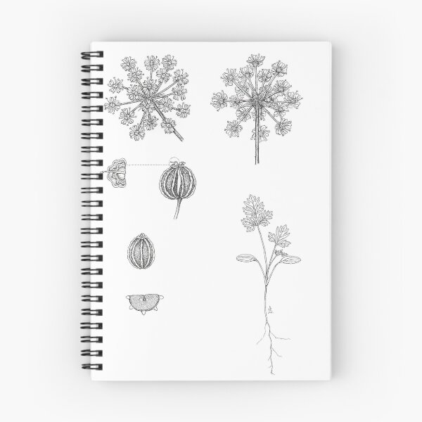 Item preview, Poisonous Hemlock - Conium maculatum - details designed and sold by Sue Abonyi.
