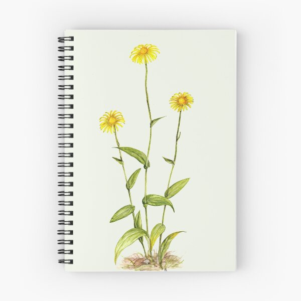 Item preview, Wild Sunflower - Doronicum hungaricum designed and sold by Sue Abonyi.