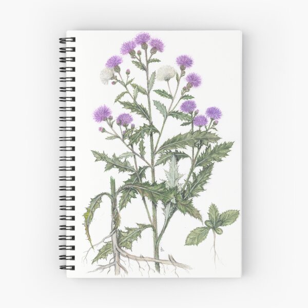 Item preview, Creeping Thistle - Cirsium arvense designed and sold by Sue Abonyi.