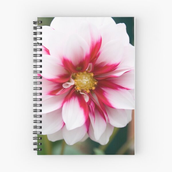 Item preview, Verigated Dahlia designed and sold by Dan Cahill.