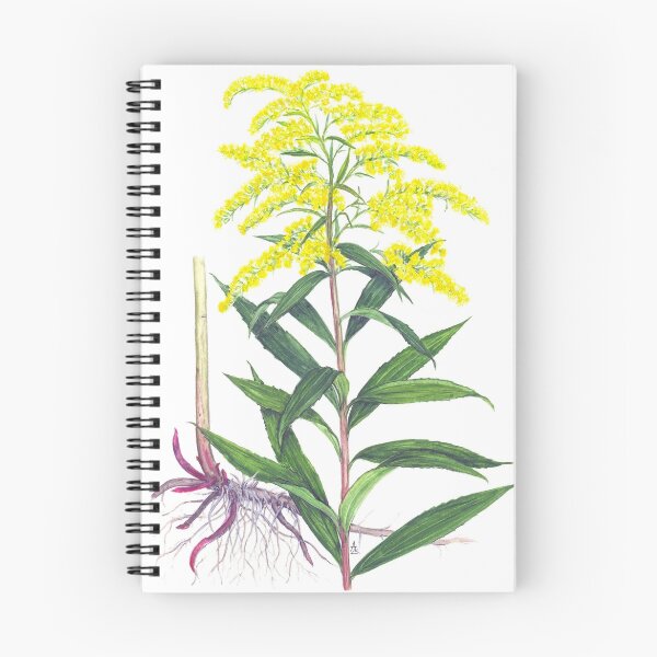 Item preview, Goldenrod - Solidago gigantea designed and sold by Sue Abonyi.