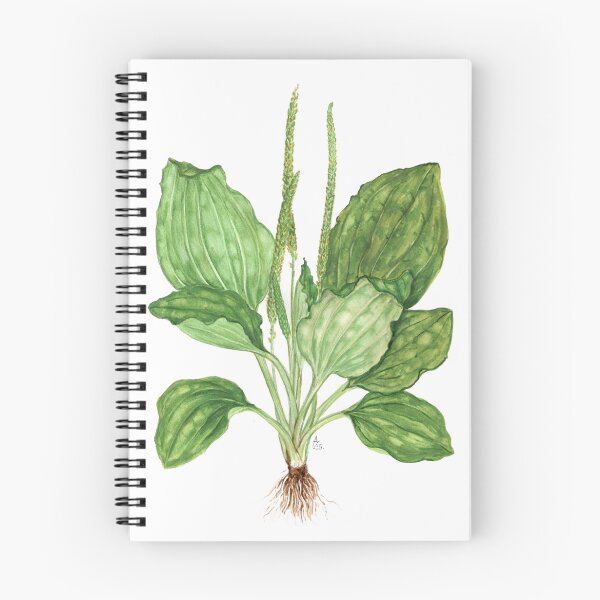 Item preview, Greater Plantain - Plantago major designed and sold by Sue Abonyi.