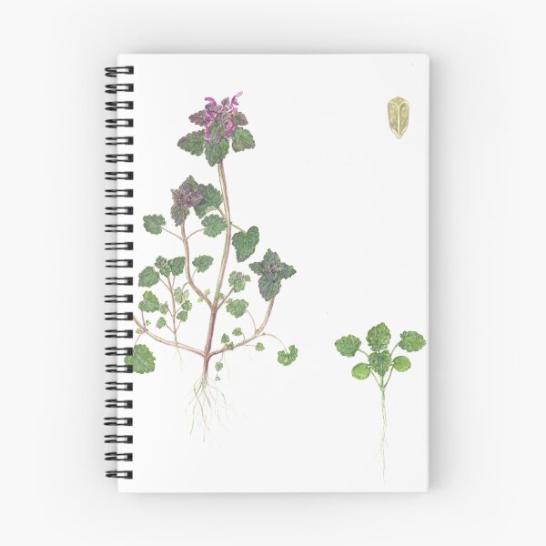 Artikelvorschau, Red Deadnettle - Lamium purpureum entworfen und verkauft von Sue Abonyi.