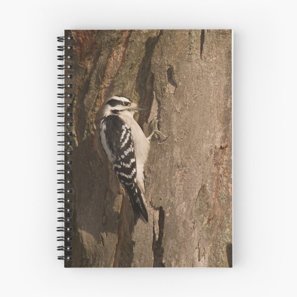 Artikelvorschau, Downy Woodpecker II entworfen und verkauft von Leisa  Hennessy.
