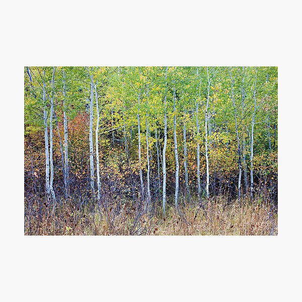 Item preview, New Stand, Changing Colors, Grand Teton National Park, Wyoming designed and sold by Alan C Williams.
