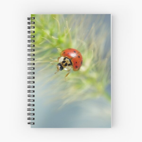 Artikelvorschau, Ladybug VII entworfen und verkauft von Leisa  Hennessy.