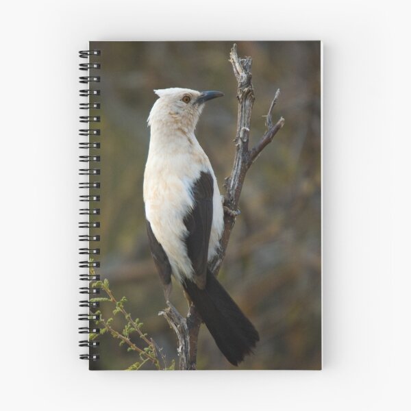 Item preview, Pied Babbler designed and sold by Gerry Van der Walt.