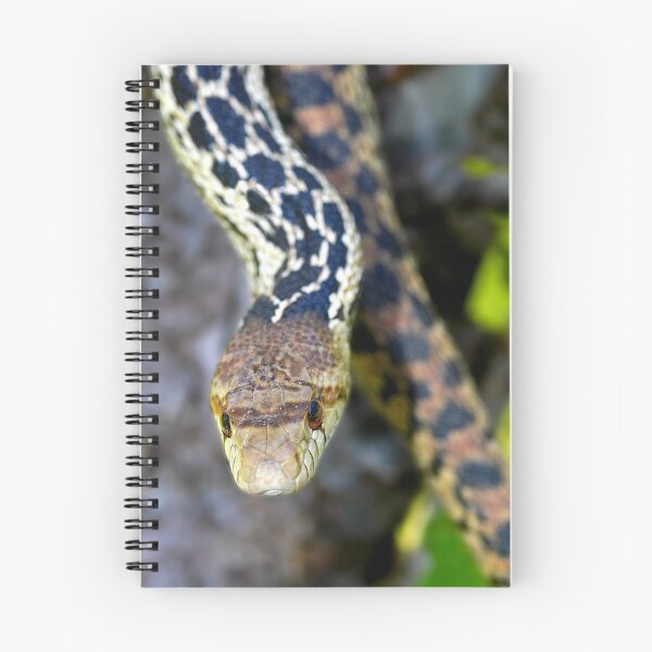 Item preview, Gopher Snake. Figueroa Mountain, Santa Ynez, CA designed and sold by Eyal Nahmias.