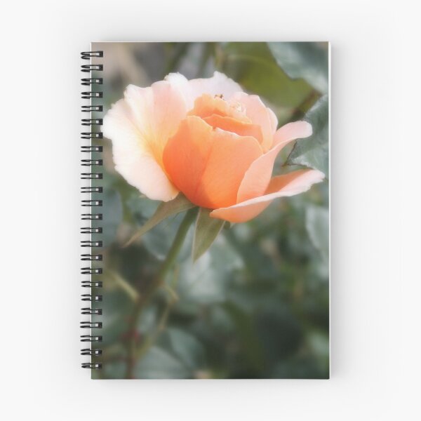 Item preview, Soft Rose designed and sold by JadeAnne.