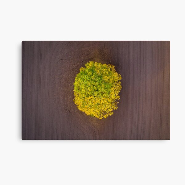 Losing Leaves Canvas Print