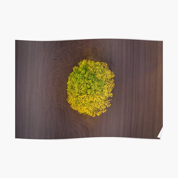 Losing Leaves Poster