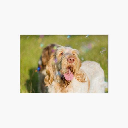 Soap bubble Spinone Art Board Print