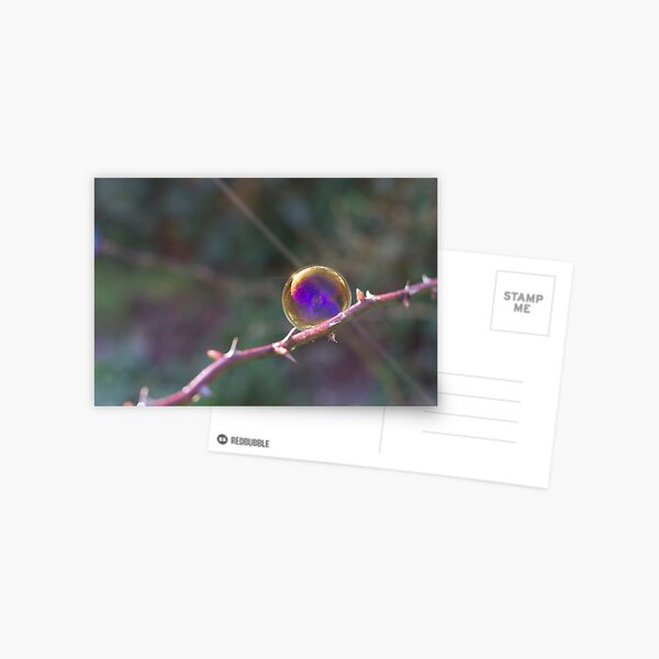 Soap Film - The iridescent colours of soap film - Bubble on Rose Thorn Postcard