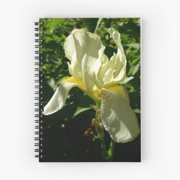 Artikelvorschau, White Iris entworfen und verkauft von Janet Houlihan.