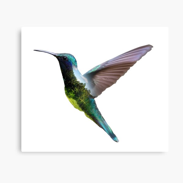 mockingjay bird Canvas Print