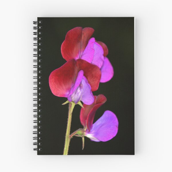 Item preview, Sweet Pea designed and sold by Neil Bygrave (NATURELENS).