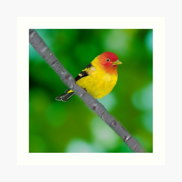 Western Tanager Art Print