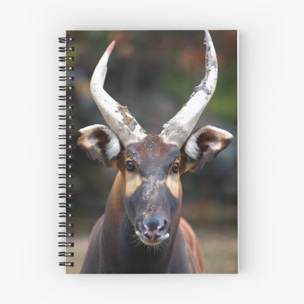 Item preview, Bongo Beauty designed and sold by Lisa Putman.