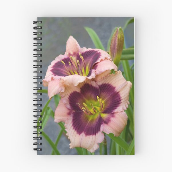 Item preview, Daylily 'Mardi Gras Parade' designed and sold by Dency Kane.