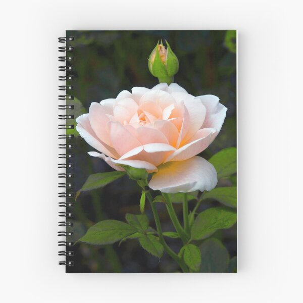 Item preview, Shrub Rose 'Tamora' designed and sold by Dency Kane.