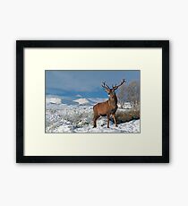 Deer-Stag Framed Print