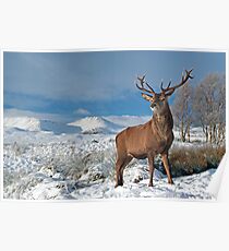 Deer-Stag Poster