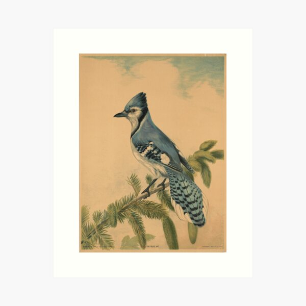 Item preview, Vintage Illustration of a Blue Jay (1880) designed and sold by BravuraMedia.