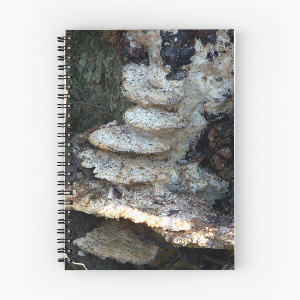 Item preview, Fungi designed and sold by Walter Strength.