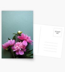 rosa Pfingstrose blüht auf grünem Hintergrund Postkarten