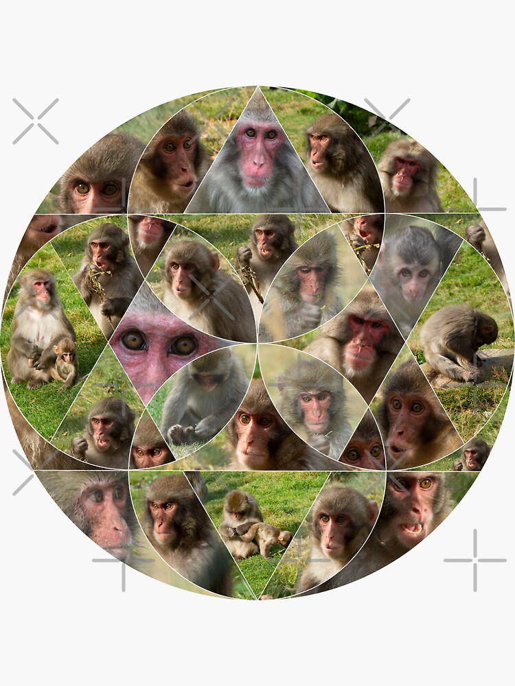Thumbnail 3 of 3, Sticker, The Many Faces of Snow Monkeys designed and sold by SiobhanFraser.