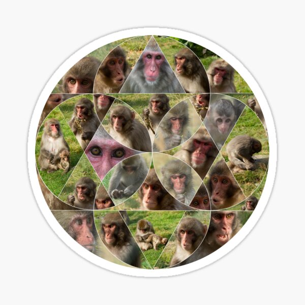 The Many Faces of Snow Monkeys Sticker