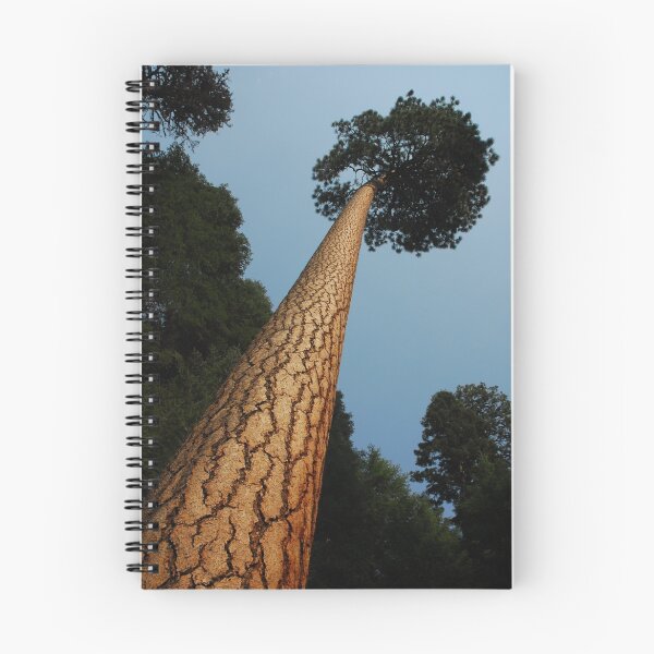 Artikelvorschau, Ponderosa Tree entworfen und verkauft von Janet Houlihan.