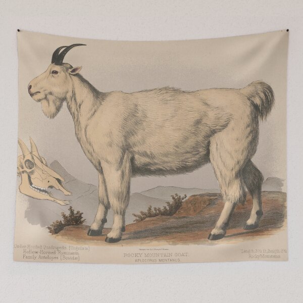Item preview, Vintage Illustration of a Goat (1874) designed and sold by BravuraMedia.