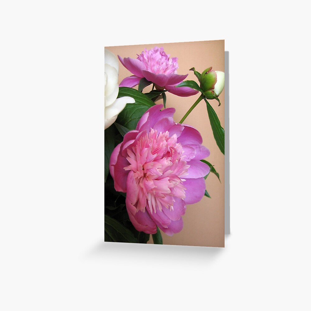 Pink and white bouquet of peonies Greeting Card