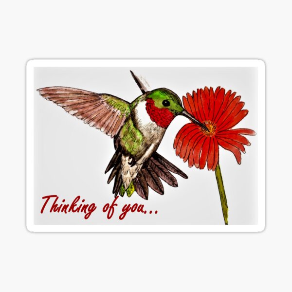 Humming Bird - Thinking of You Card Sticker
