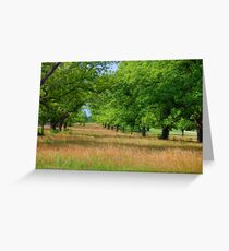 Pecan Grove Greeting Card