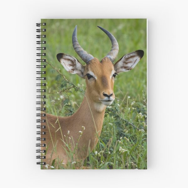 Item preview, Young Impala in Grass designed and sold by Gerry Van der Walt.