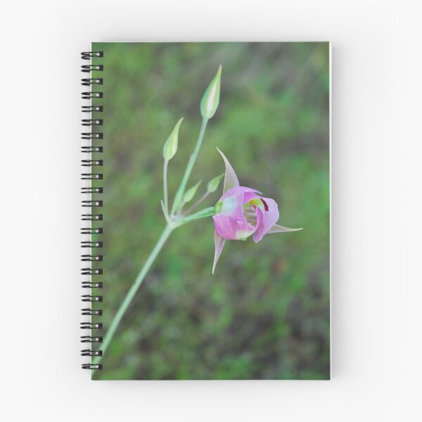 Item preview, Sego Lily Opening designed and sold by Janet Houlihan.