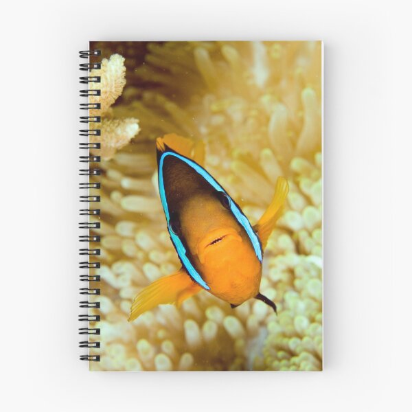 Item preview, Anemonefish designed and sold by David Wachenfeld.