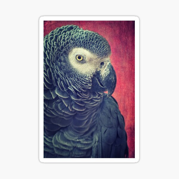 Gray Parrot Sticker