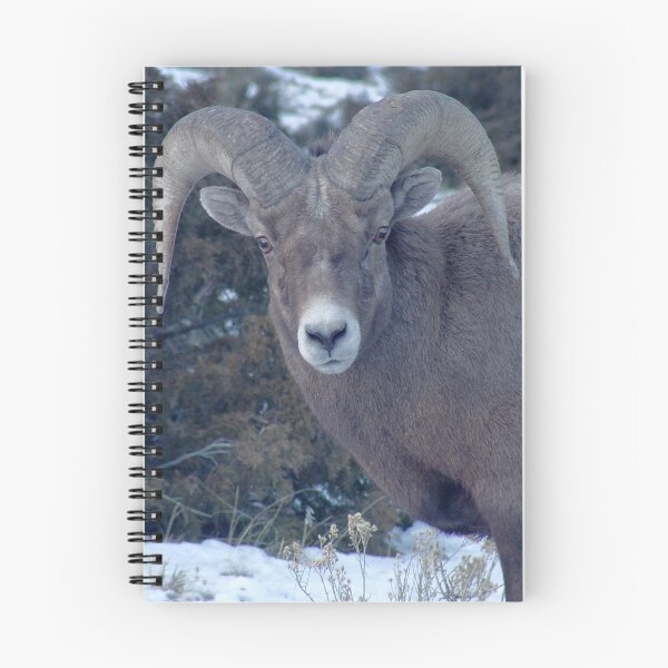 Item preview, BIG HORN SHEEP designed and sold by Leigh Karchner.