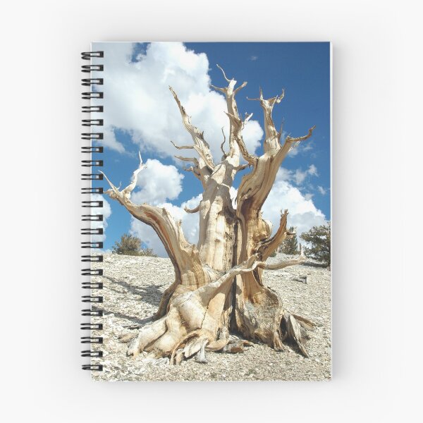Item preview, Ancient Bristlecome Pine Forest  designed and sold by Ray Rozelle.