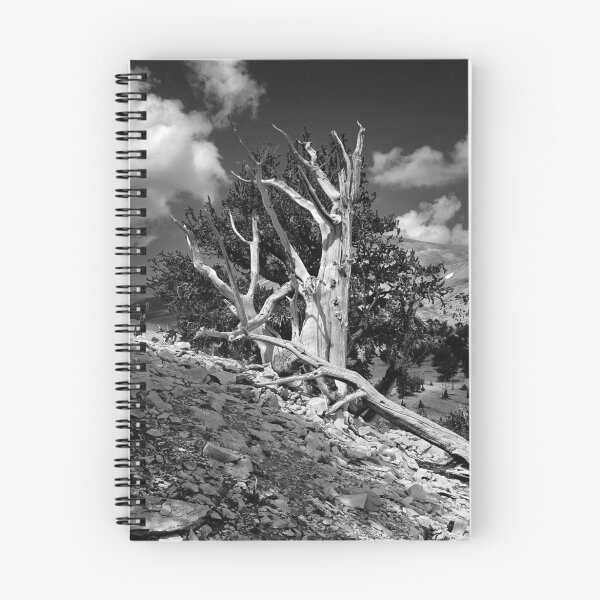 Artikelvorschau, Bristlecone Pine entworfen und verkauft von Nolan Nitschke.