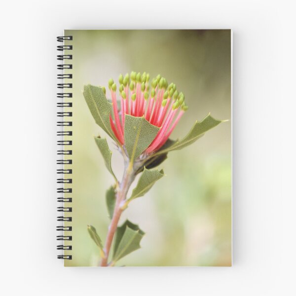 Item preview, Matchstick Banksia designed and sold by ChrisRoss.