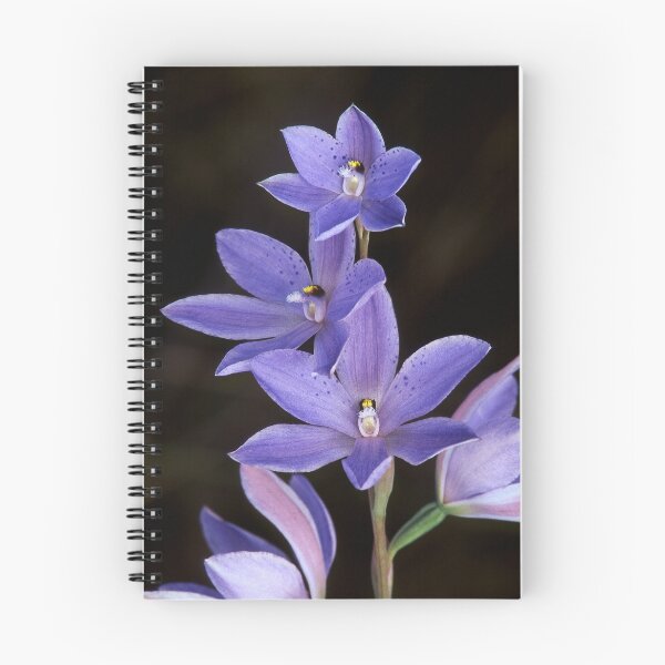 Item preview, Spotted Sun Orchid designed and sold by ChrisRoss.