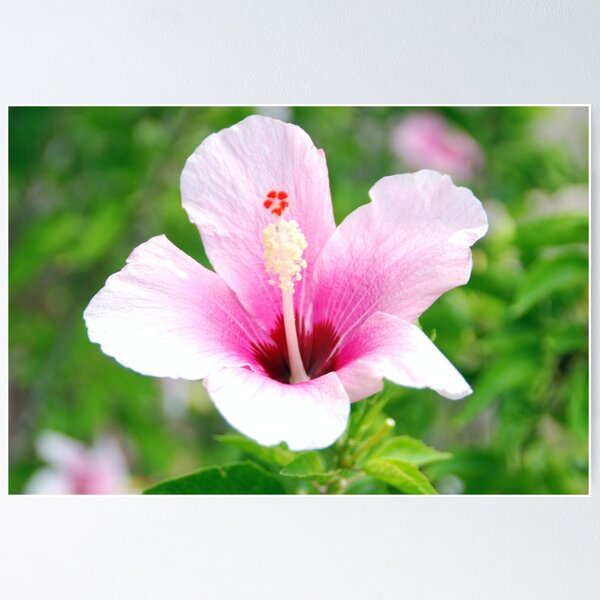 Item preview, Hawaii Flower designed and sold by Vonnie Murfin.